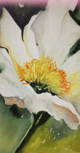 Christine M.  Icelandic Poppy, watercolour.